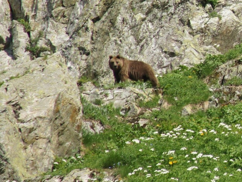 Медведь в горах
